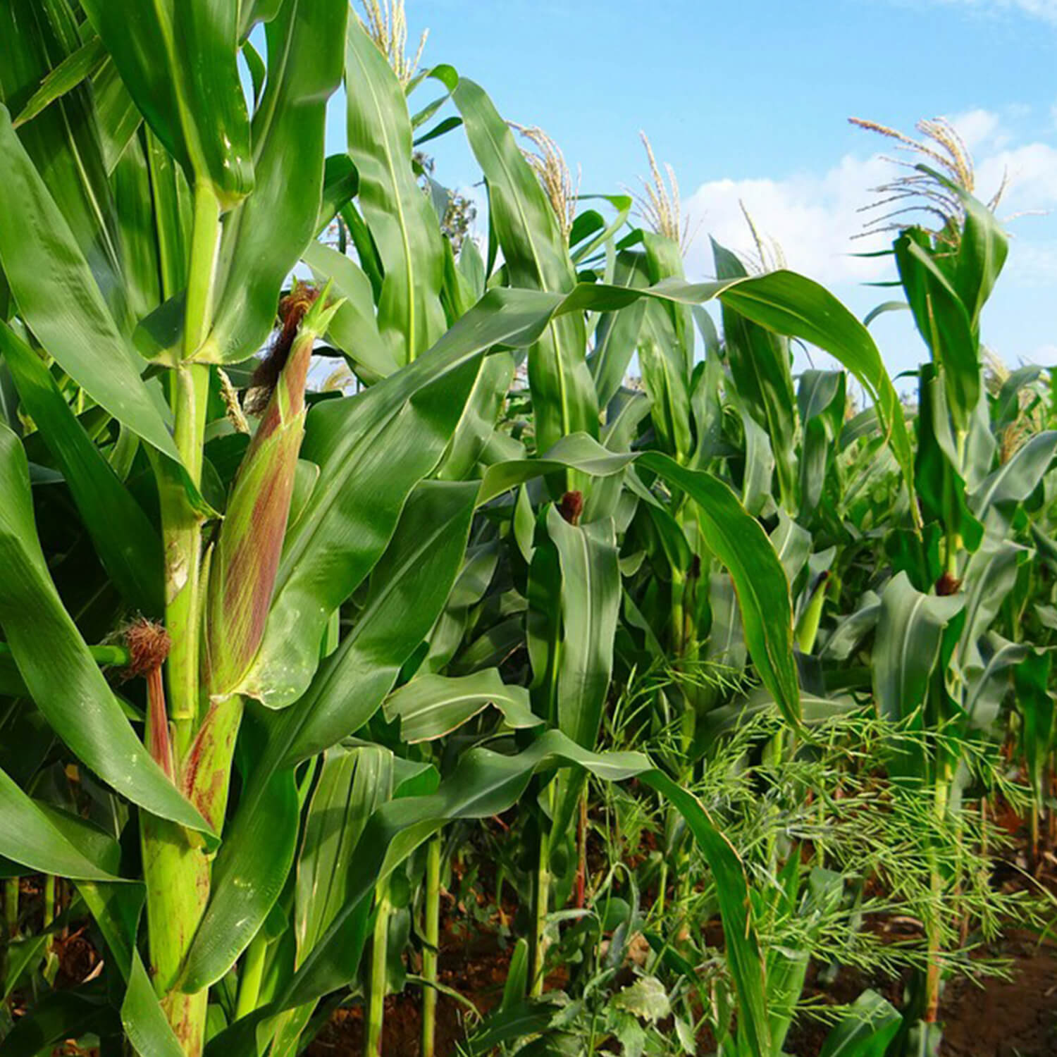 hero-square-maize (1) (1)